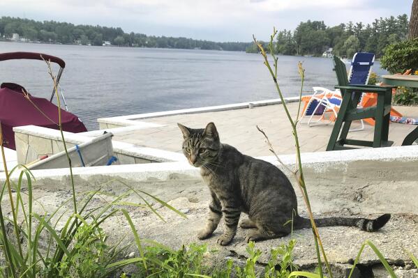 Cat best sale run 2018